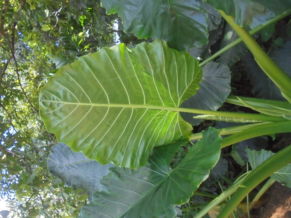 Alocasia macrorrhizos (L.) G.Don